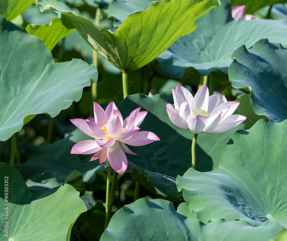blooming lotus flower over dark background blooming lotus flower over dark background