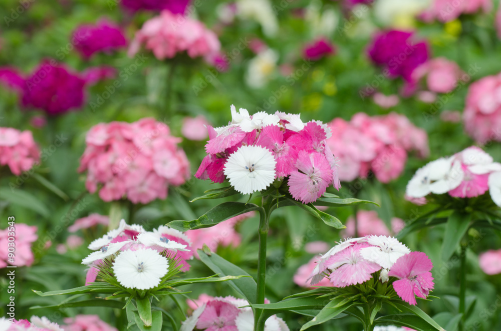 Dianthus chinensis (China Pink, Sweet William flower ) Dianthus chinensis (China Pink, Sweet William flower )
