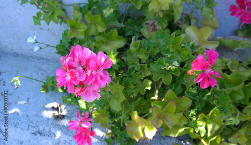 Fototapeta Naklejka Na Ścianę i Meble -  Geranium Flowers