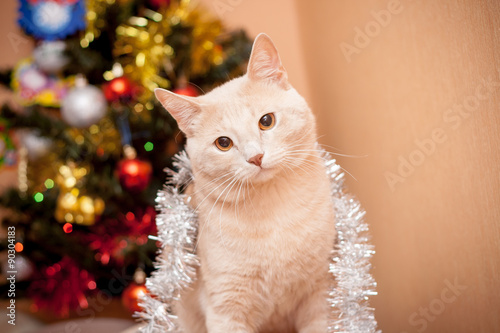 Предновогодний кот!