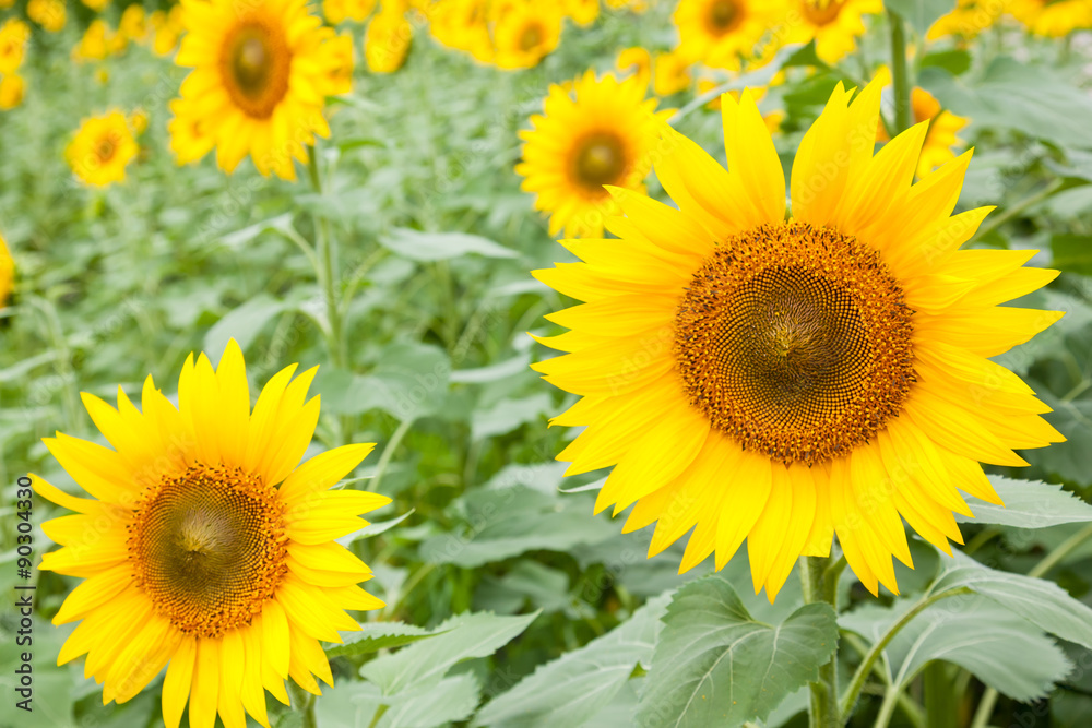 Fototapeta premium ひまわり