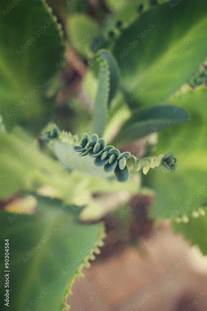 Fototapeta premium Vintage succulent plant