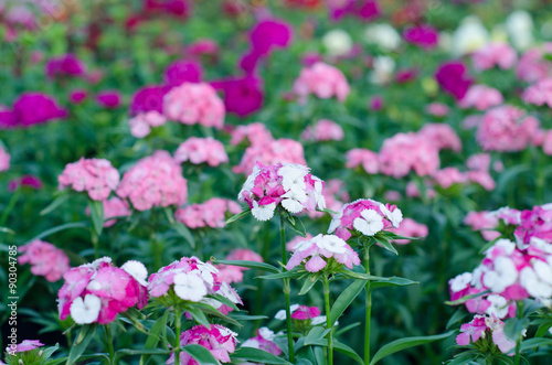 Dianthus chinensis (China Pink, Sweet William flower )