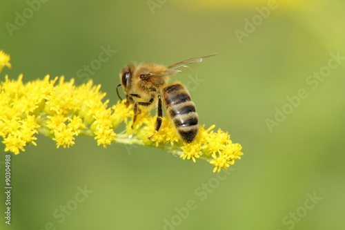 The bee collects nectar from a goldenrod flower