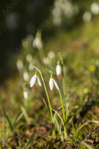 Close up of snowdrops in spring, England, UK.