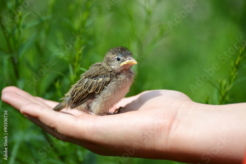 Young yellow-beaked sparrow sits on  children's palm © olgavolodina