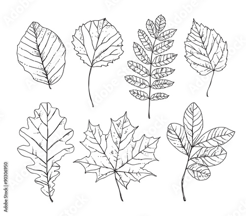 Sketch leaves hand drawn. Autumn leaves, trees, plants, nature