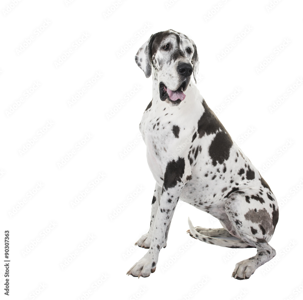 Harlequin sitting great dane dog isolated on a white background