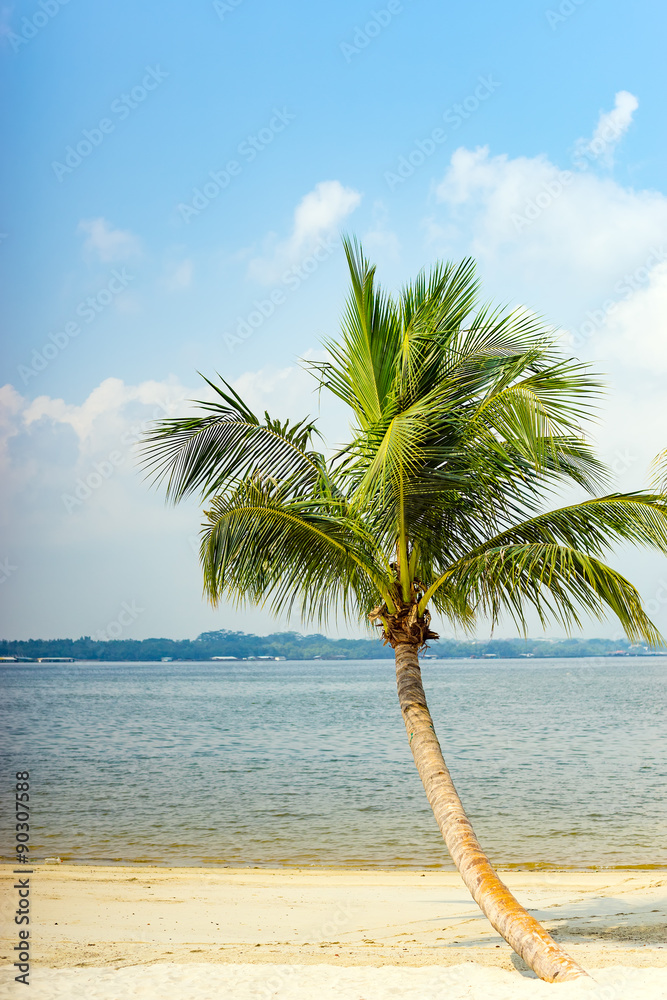 Fototapeta premium Palm tree at the beach with clear blue sky