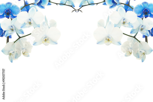 Fototapeta Naklejka Na Ścianę i Meble -  Blue blooming orchid flowers above in the picture as a frame on a white background