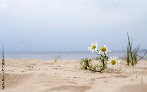 daisy flower growing in the sand on the beach near the water of the sea