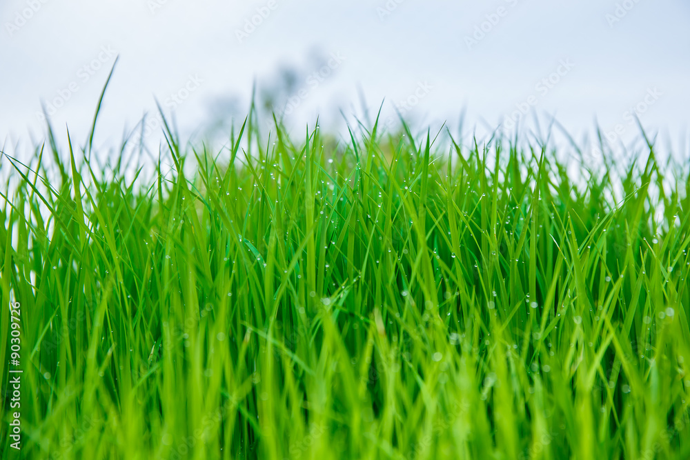 Obraz premium Rice seedlings were grown to a spike.