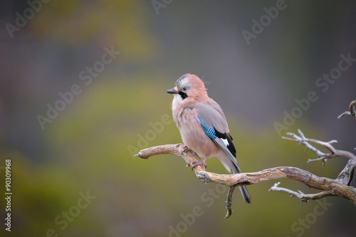 Jay perched on a weathered branch. © andyastbury