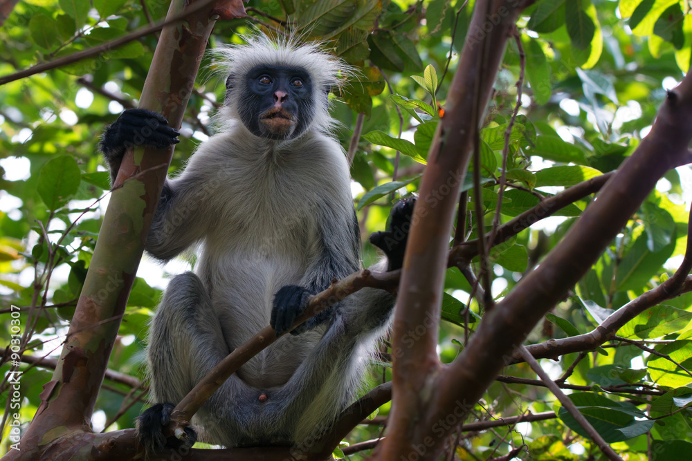 Obraz premium Zanzibar red colobus
