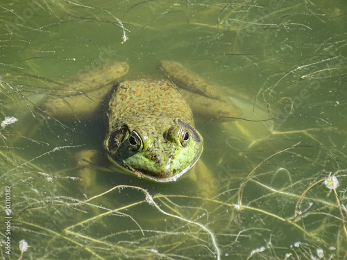 Frog in a Pond 2015-08-31