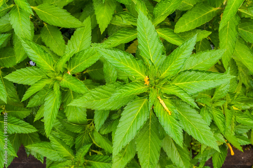 Marijuana Plants Marijuana Plants