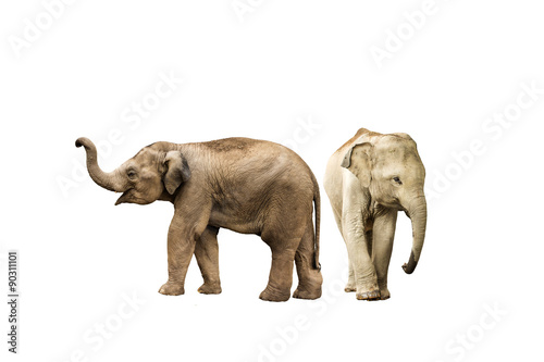 Asia elephant on isolated white background