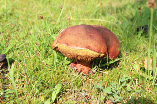 Baum wächst in den Zaun