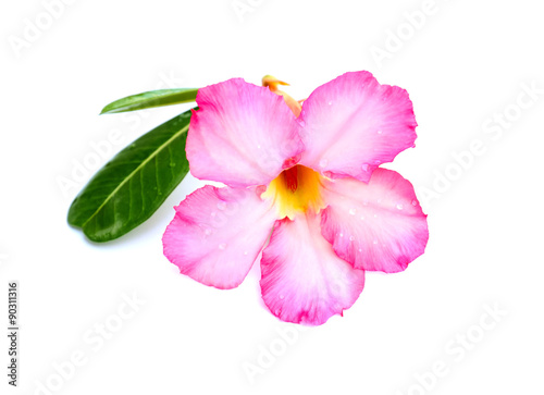 Close-up pink Desert Rose Flower or Adenium obesum isolated on w