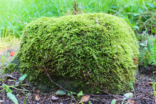 Baum wächst in den Zaun