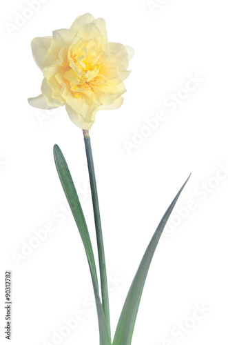 Fototapeta Naklejka Na Ścianę i Meble -  Beautiful daffodil isolated on white background
