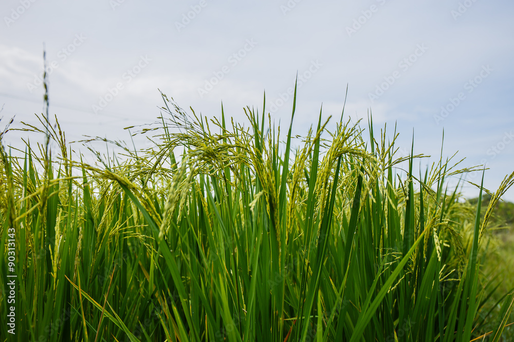 Fototapeta premium Rice fields in Thailand