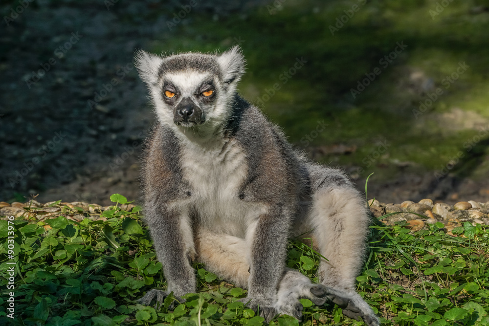 Fototapeta premium lemur