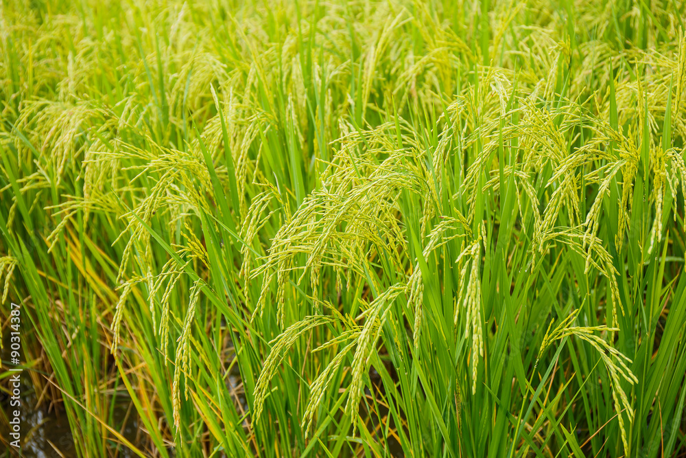 Rice fields in Thailand Rice fields in Thailand