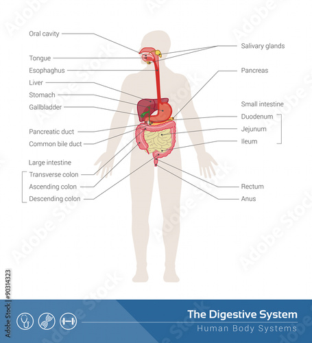 The digestive system