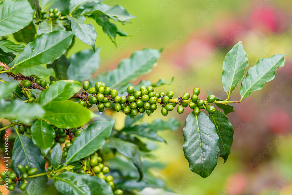 Coffee beans raw plantation Coffee beans raw plantation