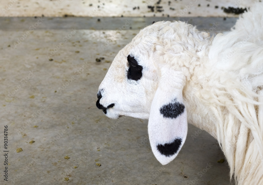 sheep sheep