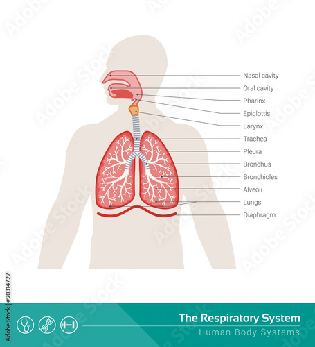 The respiratory system
