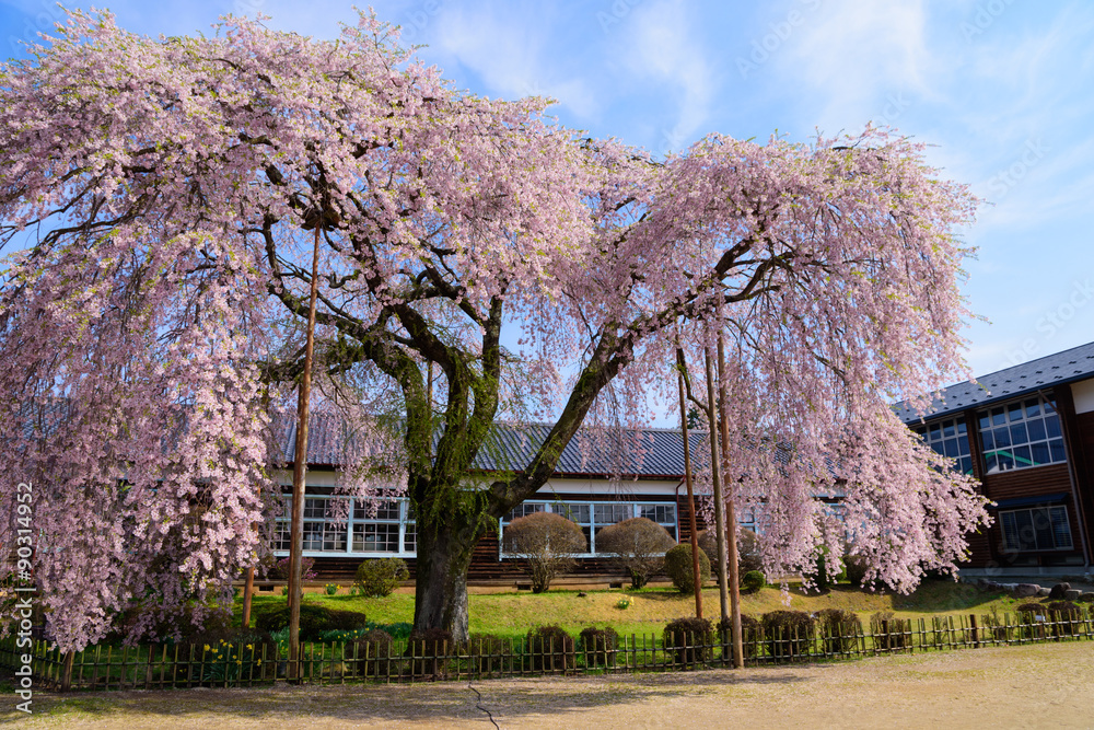 Cherry blossoms at Kinehara school in Iida city, Nagano, Japan