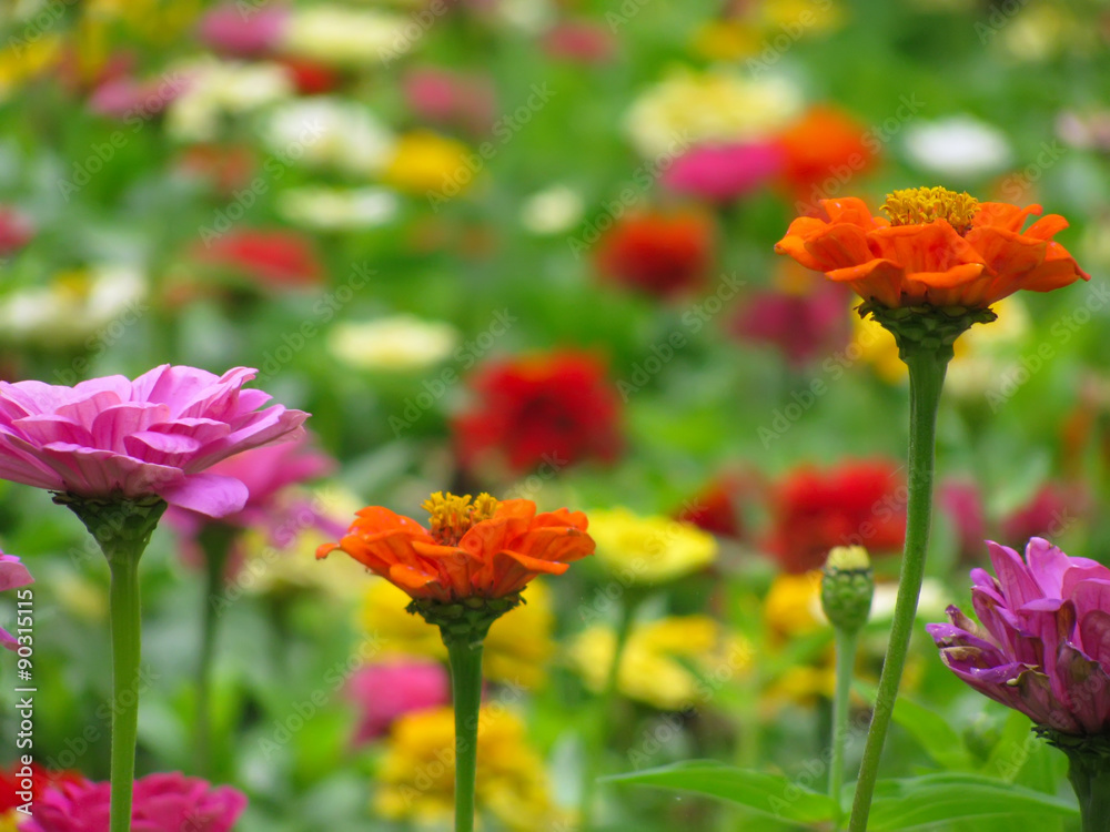 Multicolor background of Zinnia elegans 