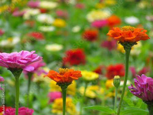 Multicolor background of Zinnia elegans 