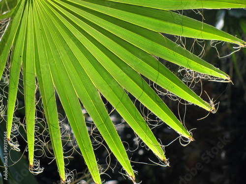 Trachycarpus fortunei leaf backlight