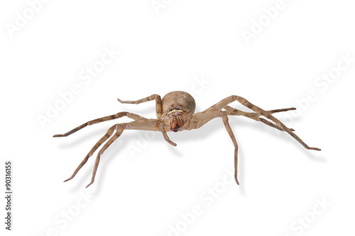 Heteropoda venatoria is brown spider on white background isolate