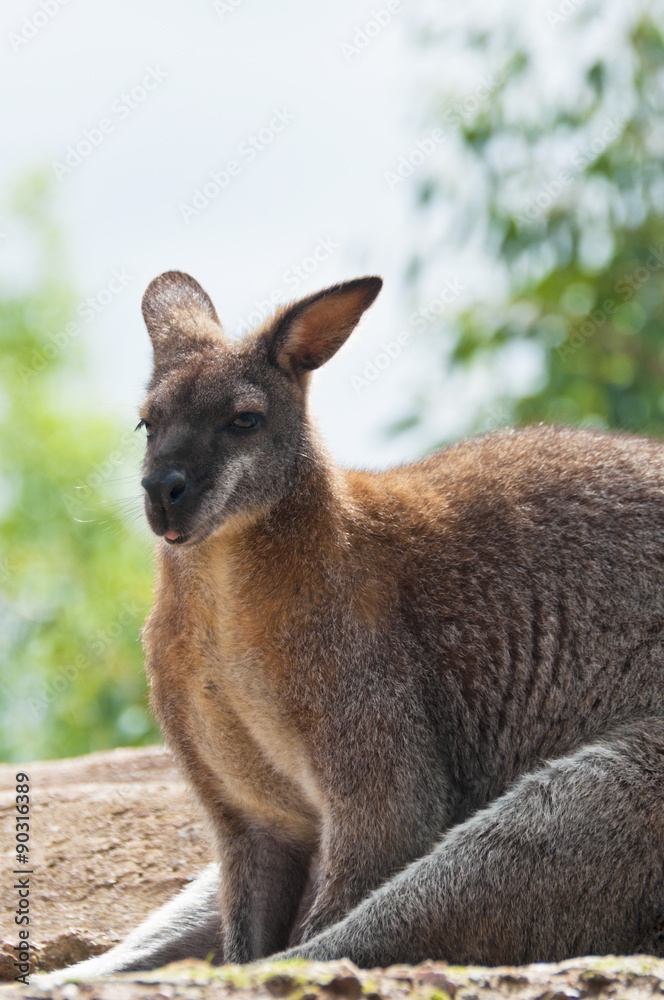 An Australian wallaby