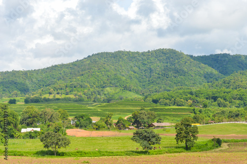 Fototapeta Naklejka Na Ścianę i Meble -  Panorama of mountain range in tea plantation.