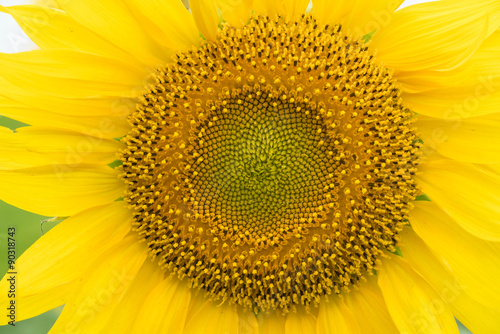 Close up of Sun flower