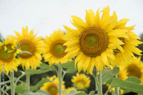Fototapeta Naklejka Na Ścianę i Meble -  portrait of a sunflower in focus