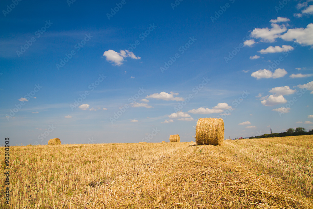 Fototapeta premium sheaf of hay on the field