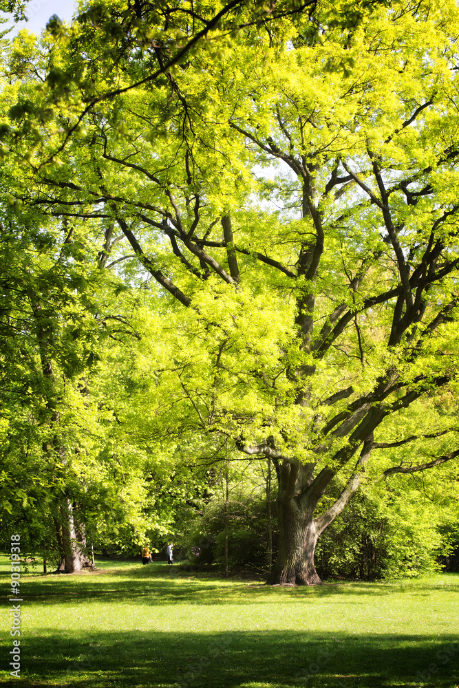 Park in spring time