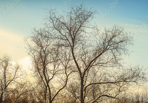 winter trees © S_E