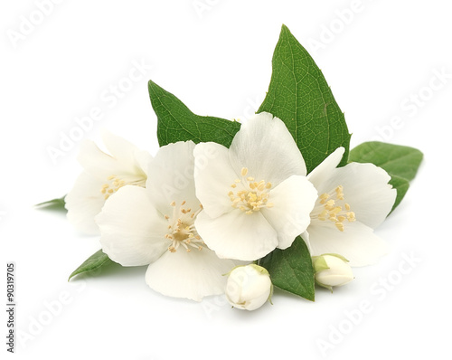 Fototapet White flowers of jasmine