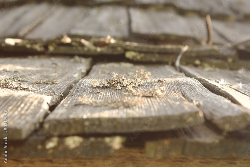 lichens and fungus on damaged wood roof
