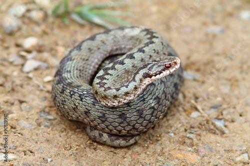 female common european adder ready to strike