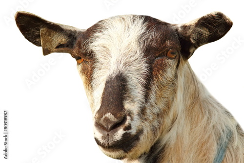 isolated portrait of a goat on white
