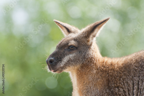 Fototapeta Naklejka Na Ścianę i Meble -  Cute Australian wallaby