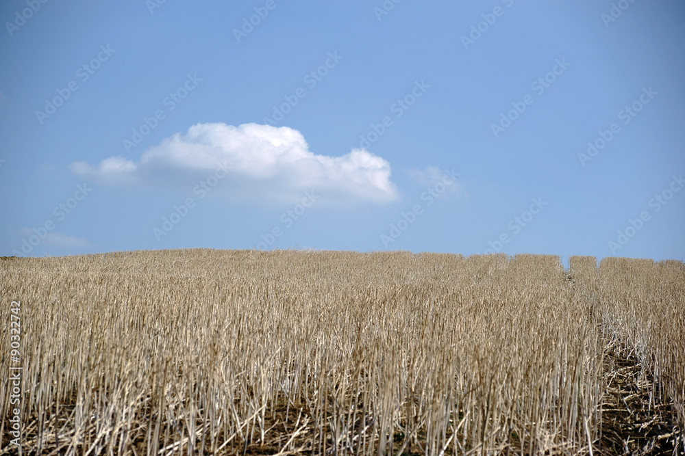 Vertrocknetes Getreidefeld / Ein abgeerntetes Getreidefeld mit vertrockneten Getreidestängeln